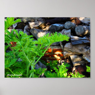 Poster Feuille de Citronnelle Rustique