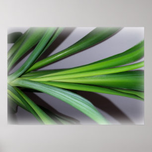 Poster feuille de ficus