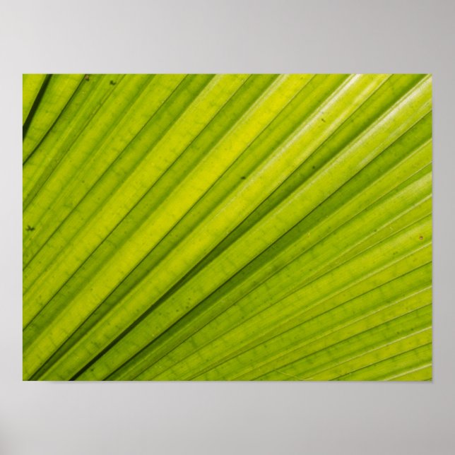 Poster Feuille de palme (Devant)