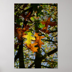 Poster Feuille de Pin Oak