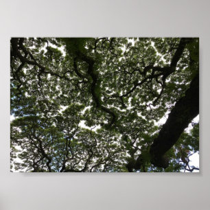 Poster feuille de singe