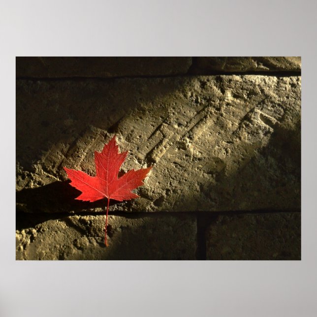 Poster Feuille d'érable du Canada (Devant)