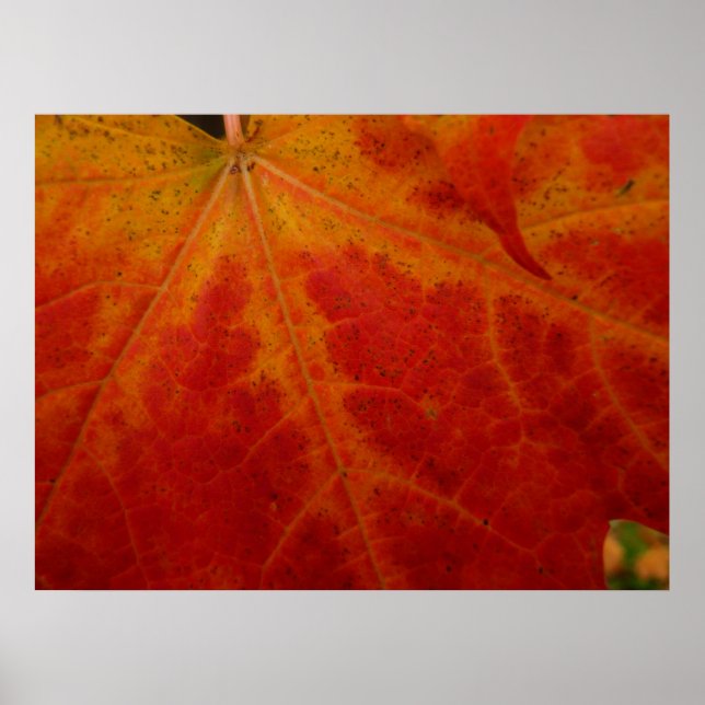 Poster Feuille d'érable rouge Abstraite Automne Photograp (Devant)
