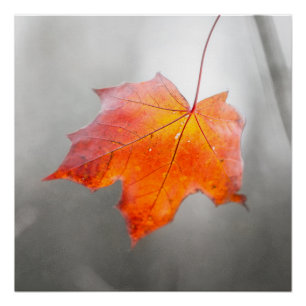 Poster Feuille d'érable rouge - automne velours