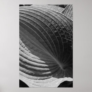 Poster Feuille d'Hosta noir et blanc