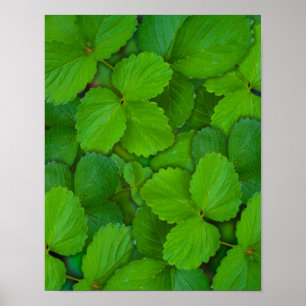 Poster Feuille en bon état vert saint de Basil Tulsi
