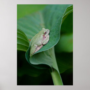 Poster Feuille et grenouille d'Hosta vertes