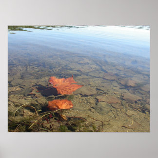 Poster Feuille flottante