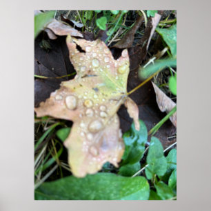 Poster Feuille humide