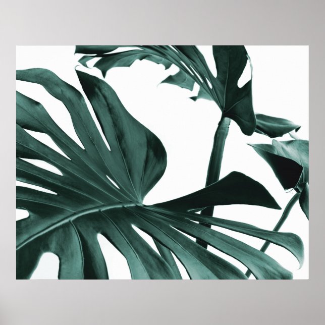 Poster Feuille Monstera (Devant)