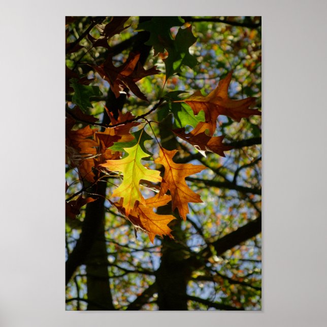 Poster Feuille Pin Oak (Devant)