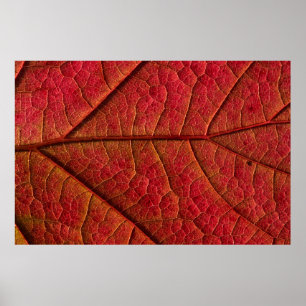 POSTER FEUILLE ROUGE