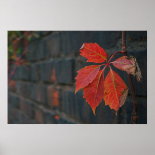 Poster Feuille rouge