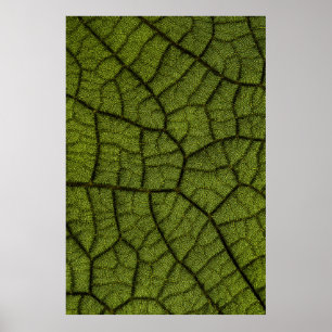 Poster Feuille verte
