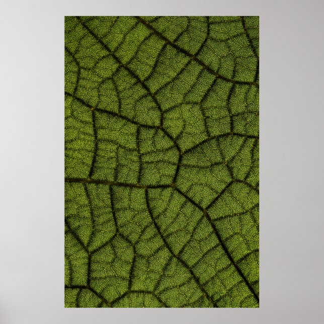 Poster Feuille verte (Devant)