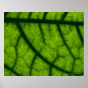 Poster Feuille verte rétro-éclairée