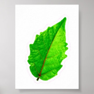 Poster Feuille verte tropicale exotique avec des veines r