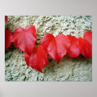 Poster Feuille Virginia Creeper