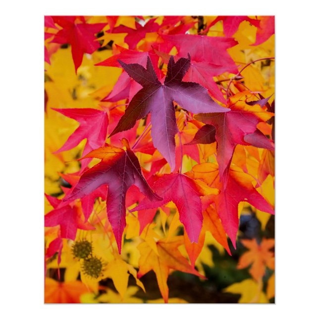 Poster Feuilles Automne Rouge Et Jaune (Devant)