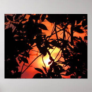 Poster Feuilles dans le soleil