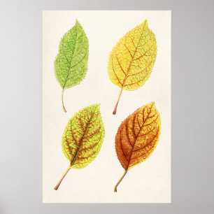 Poster Feuilles d'Apple (Malus Domestica) (1912) par Jame
