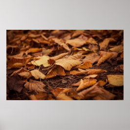 Poster Feuilles d'automne