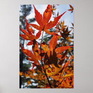 Poster Feuilles d'automne