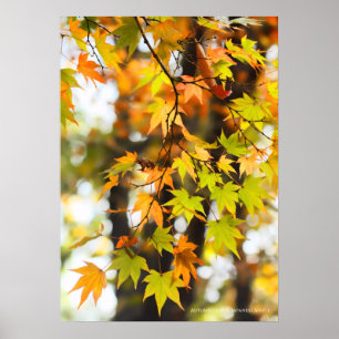 Poster Feuilles d'automne