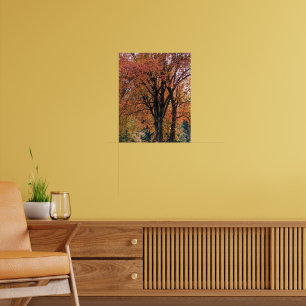 Poster Feuilles d'automne colorées Photographie