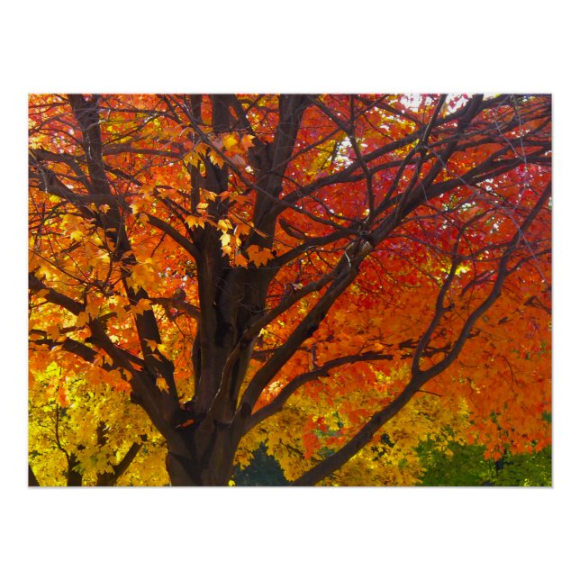 Poster Feuilles d'automne de la photo jaune et orange (Devant)
