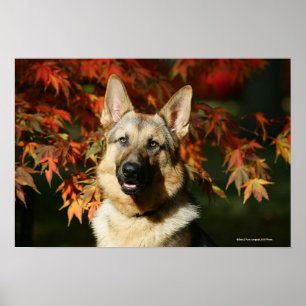 Poster Feuilles d'automne du berger allemand