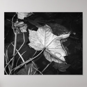Poster Feuilles d'automne flottant Archevêché noir et bla