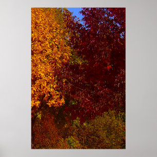 Poster Feuilles d'automne Jaune et pourpre, ZSSPG