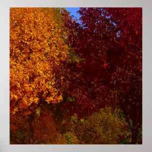 Poster Feuilles d'automne Jaune et pourpre, ZSSPG