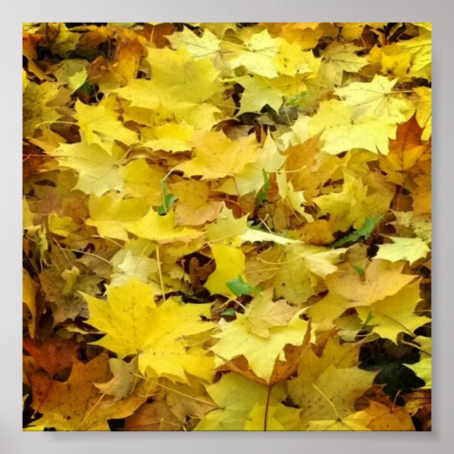 Poster Feuilles d'automne jaunes (Devant)