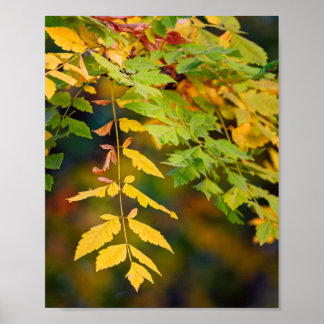 Poster Feuilles d'automne jaunes dorés et vertes sur une