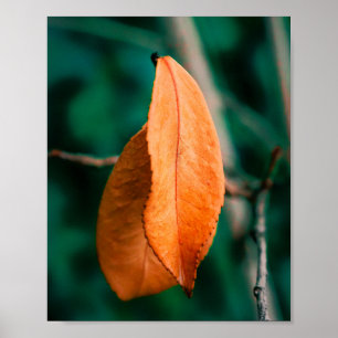 Poster Feuilles d'automne orange sur une brindille fine