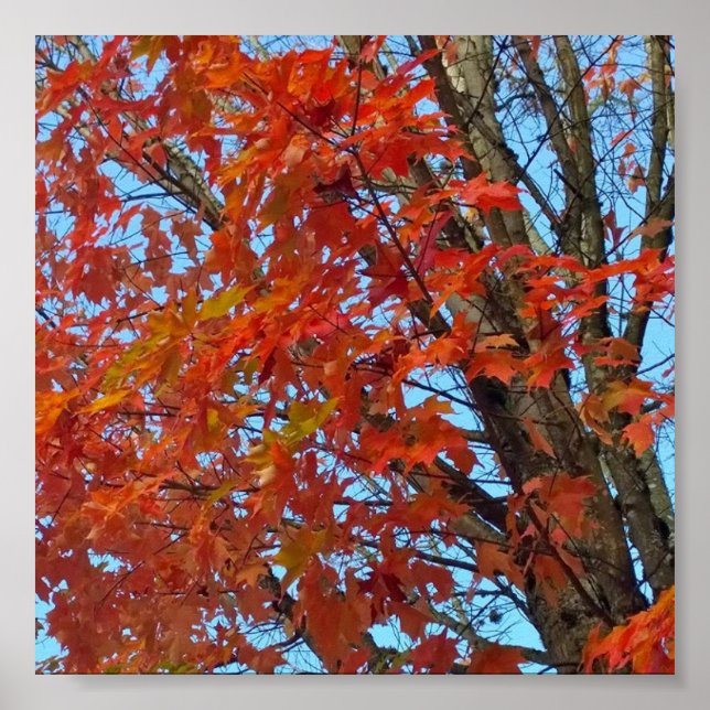 Poster Feuilles d'automne rouges (Devant)