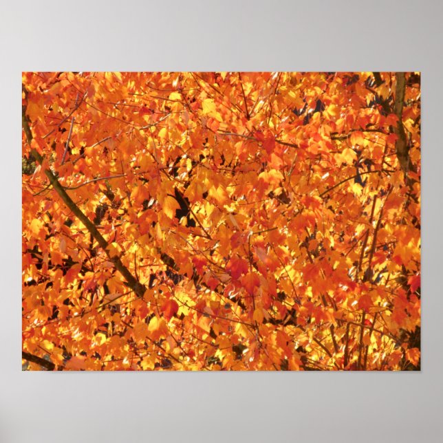 Poster Feuilles d'automne sur arbre - photo. (Devant)