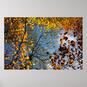 Poster Feuilles d'automne sur un ciel bleu