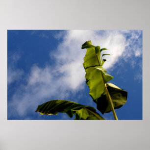Poster Feuilles de bananier