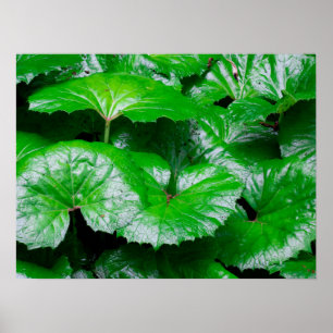 Poster Feuilles de Burdock - Photo Abstraite de la nature