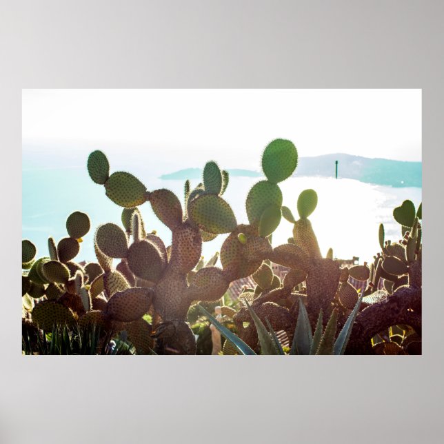 Poster Feuilles de cactus. Plante extérieur avec lumière  (Devant)