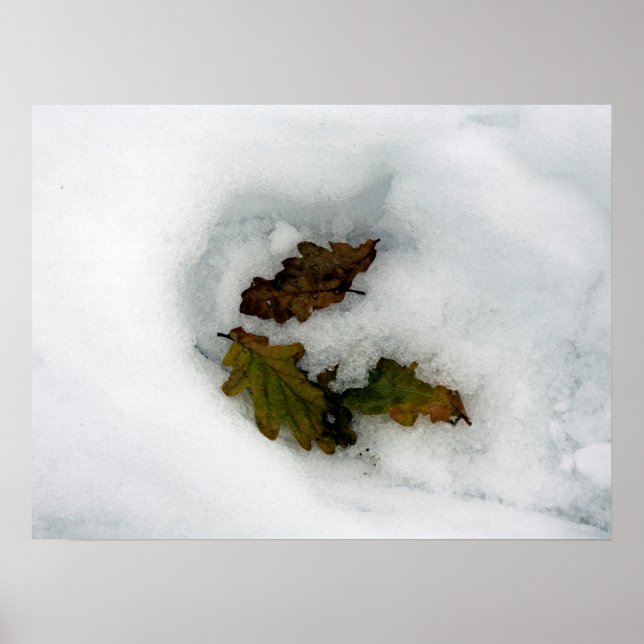 Poster Feuilles de chêne dans la neige carte de vacances  (Devant)