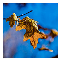 Feuilles de chêne sec - Le printemps n'est pas loi