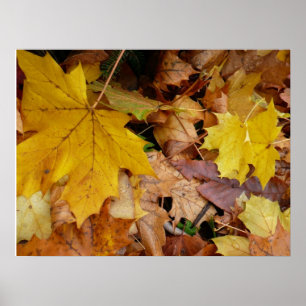 Poster Feuilles de Érable Tombées Jaune Automne Nature
