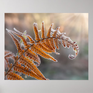 Poster Feuilles de fougère avec givre d'Icy dans une natu