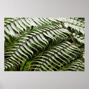 Poster Feuilles de fougère II Vert foncé Nature
