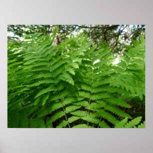 Poster Feuilles de fougère IV Vert Botanique de la nature