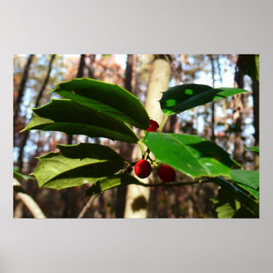 Poster Feuilles de houx I Botanique de vacances